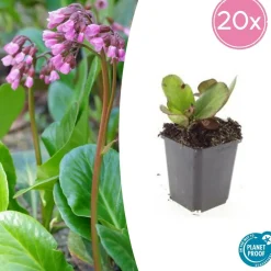 La Green Touch Plantes Vivaces | - Bergenia à feuilles en cœur 'herbstblüte' x12 – entre 0,75 et 1m2