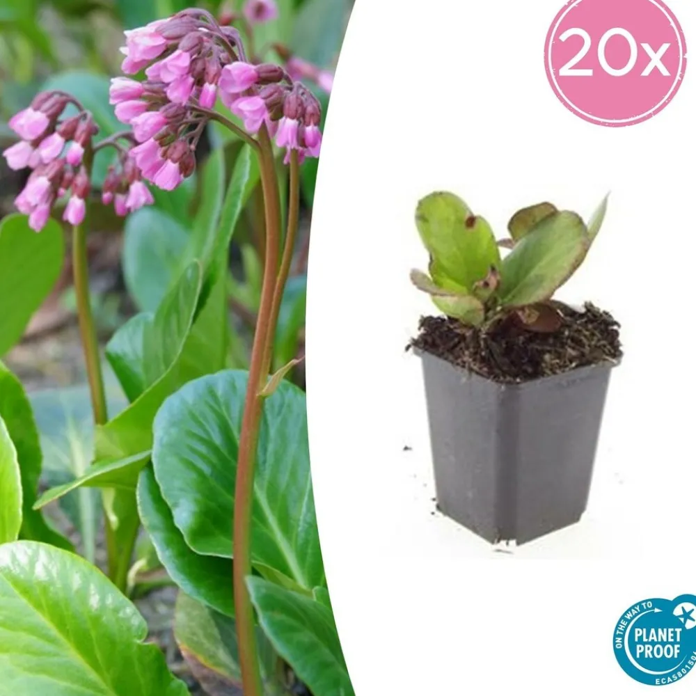 La Green Touch Plantes Vivaces | - Bergenia à feuilles en cœur 'herbstblüte' x12 – entre 0,75 et 1m2