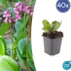 La Green Touch Plantes Vivaces | - Bergenia à feuilles en cœur 'herbstblüte' x40 – entre 2,5 et 3,33m2