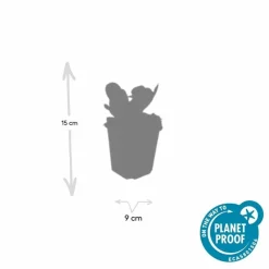 La Green Touch Plantes Vivaces | - Bergenia à feuilles en cœur 'herbstblüte' x40 – entre 2,5 et 3,33m2