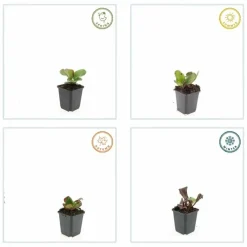La Green Touch Plantes Vivaces | - Bergenia à feuilles en cœur 'herbstblüte' x40 – entre 2,5 et 3,33m2