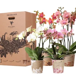La Green Touch - Boîte surprise orchidées - 4 variétés Online