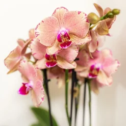 La Green Touch - Boîte surprise orchidées - 4 variétés Online