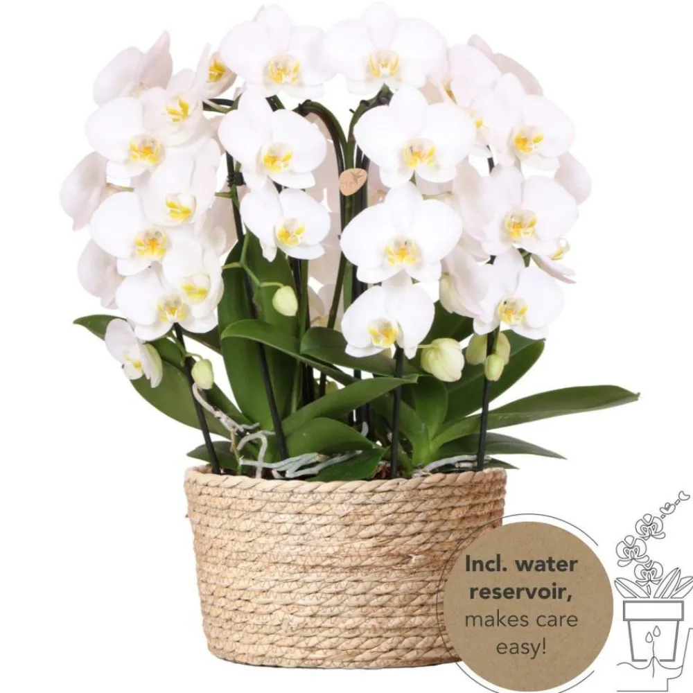 La Green Touch - Bouquet d'orchidées blanches en panier avec réservoir d'eau 55cm - plante d'intérieur New