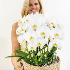 La Green Touch - Bouquet d'orchidées blanches en panier avec réservoir d'eau 55cm - plante d'intérieur New
