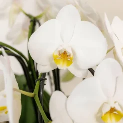 La Green Touch - Bouquet d'orchidées blanches en panier avec réservoir d'eau 55cm - plante d'intérieur New