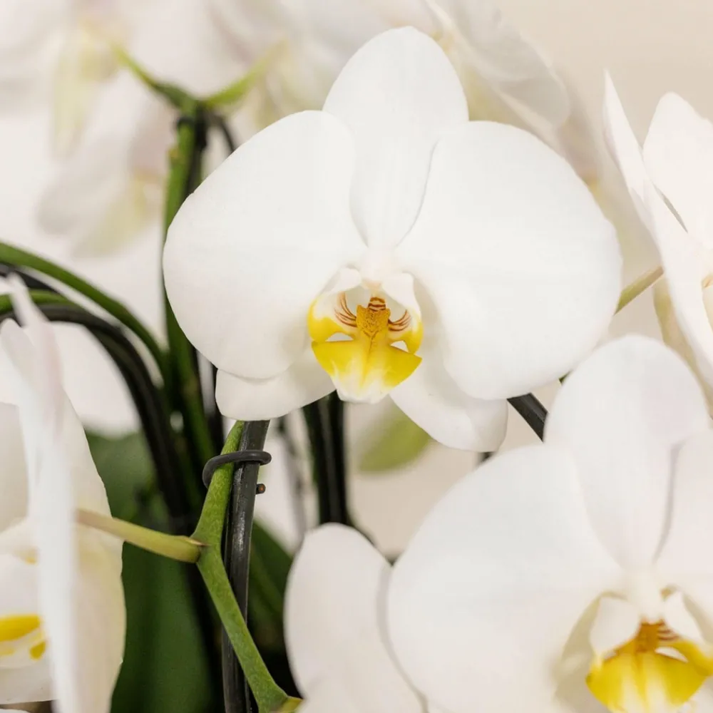 La Green Touch - Bouquet d'orchidées blanches en panier avec réservoir d'eau 55cm - plante d'intérieur New