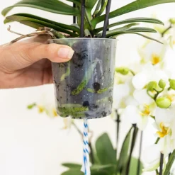 La Green Touch - Bouquet d'orchidées blanches en panier avec réservoir d'eau 55cm - plante d'intérieur New