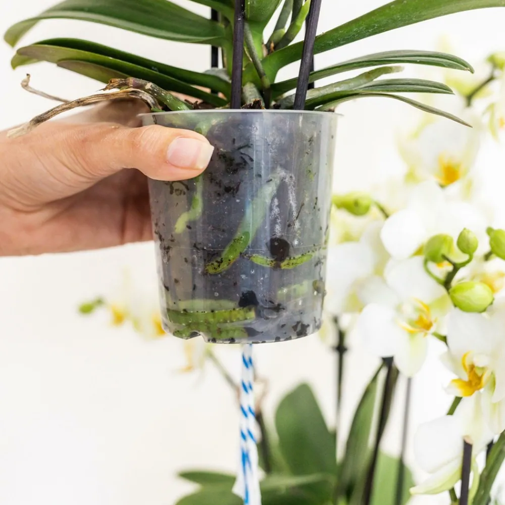 La Green Touch - Bouquet d'orchidées blanches en panier avec réservoir d'eau 55cm - plante d'intérieur New