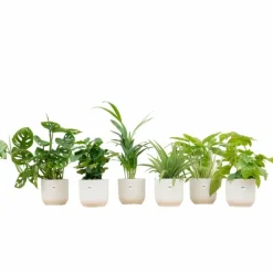 La Green Touch - Box surprise 6 plantes+ cache-pot - hauteur 30cm Sale