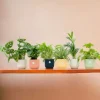 La Green Touch - Box surprise 6 plantes+ cache-pot - hauteur 30cm Discount