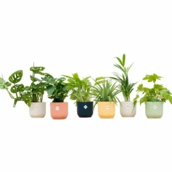 La Green Touch - Box surprise 6 plantes+ cache-pot - hauteur 30cm Discount