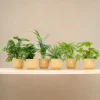 La Green Touch - Box surprise 6 plantes+ cache-pot - hauteur 30cm Outlet