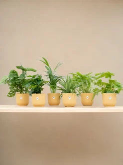 La Green Touch - Box surprise 6 plantes+ cache-pot - hauteur 30cm Outlet