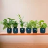 La Green Touch - Box surprise 6 plantes+ cache-pot - hauteur 30cm Discount