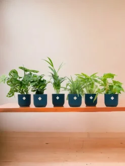 La Green Touch - Box surprise 6 plantes+ cache-pot - hauteur 30cm Discount