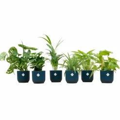 La Green Touch - Box surprise 6 plantes+ cache-pot - hauteur 30cm Discount