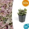 La Green Touch Plantes Vivaces | - Bugle rampant 'burgundy glow' x60 – entre 3,75 et 5m2