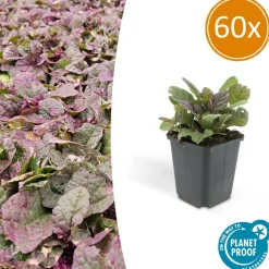 La Green Touch Plantes Vivaces | - Bugle rampant 'burgundy glow' x60 – entre 3,75 et 5m2