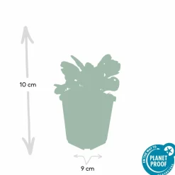 La Green Touch Plantes Vivaces | - Bugle rampant 'burgundy glow' x60 – entre 3,75 et 5m2