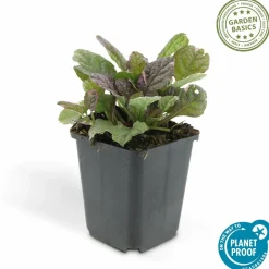La Green Touch Plantes Vivaces | - Bugle rampant 'burgundy glow' x60 – entre 3,75 et 5m2