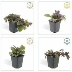 La Green Touch Plantes Vivaces | - Bugle rampant 'burgundy glow' x60 – entre 3,75 et 5m2