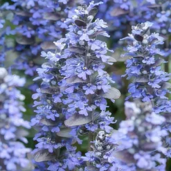 La Green Touch Plantes Vivaces | - Bugle rampant 'burgundy glow' x60 – entre 3,75 et 5m2