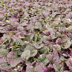 La Green Touch Plantes Vivaces | - Bugle rampant 'burgundy glow' x60 – entre 3,75 et 5m2
