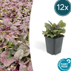 La Green Touch Plantes Vivaces | - Bugle rampant 'burgundy glow' x60 – entre 3,75 et 5m2
