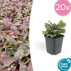 La Green Touch Plantes Vivaces | - Bugle rampant 'burgundy glow' x60 – entre 3,75 et 5m2