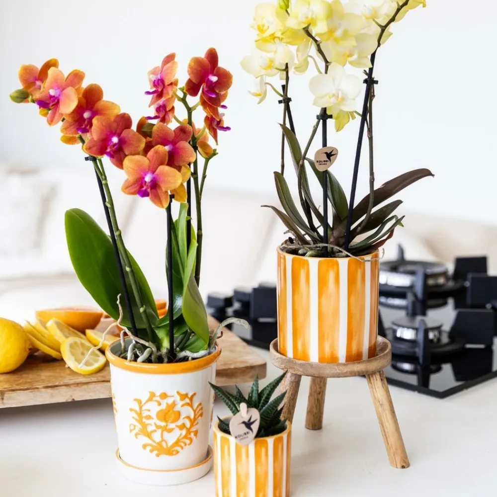 La Green Touch - Cache-pot malaga orange Sale