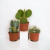 La Green Touch Cactus Et Plantes Grasses | - Cactus, box de 3 plantes h27cm