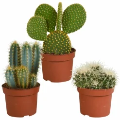 La Green Touch Cactus Et Plantes Grasses | - Cactus, box de 3 plantes h27cm