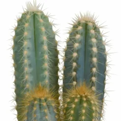 La Green Touch Cactus Et Plantes Grasses | - Cactus, box de 3 plantes h27cm
