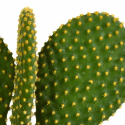 La Green Touch Cactus Et Plantes Grasses | - Cactus, box de 3 plantes h27cm