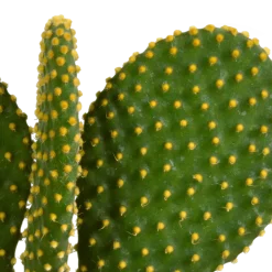 La Green Touch Cactus Et Plantes Grasses | - Cactus, box de 3 plantes h27cm