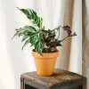 La Green Touch - Calathea fusion white 40cm - plante d'intérieur Clearance