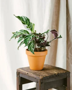 La Green Touch - Calathea fusion white 40cm - plante d'intérieur Clearance