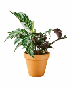 La Green Touch - Calathea fusion white 40cm - plante d'intérieur Clearance