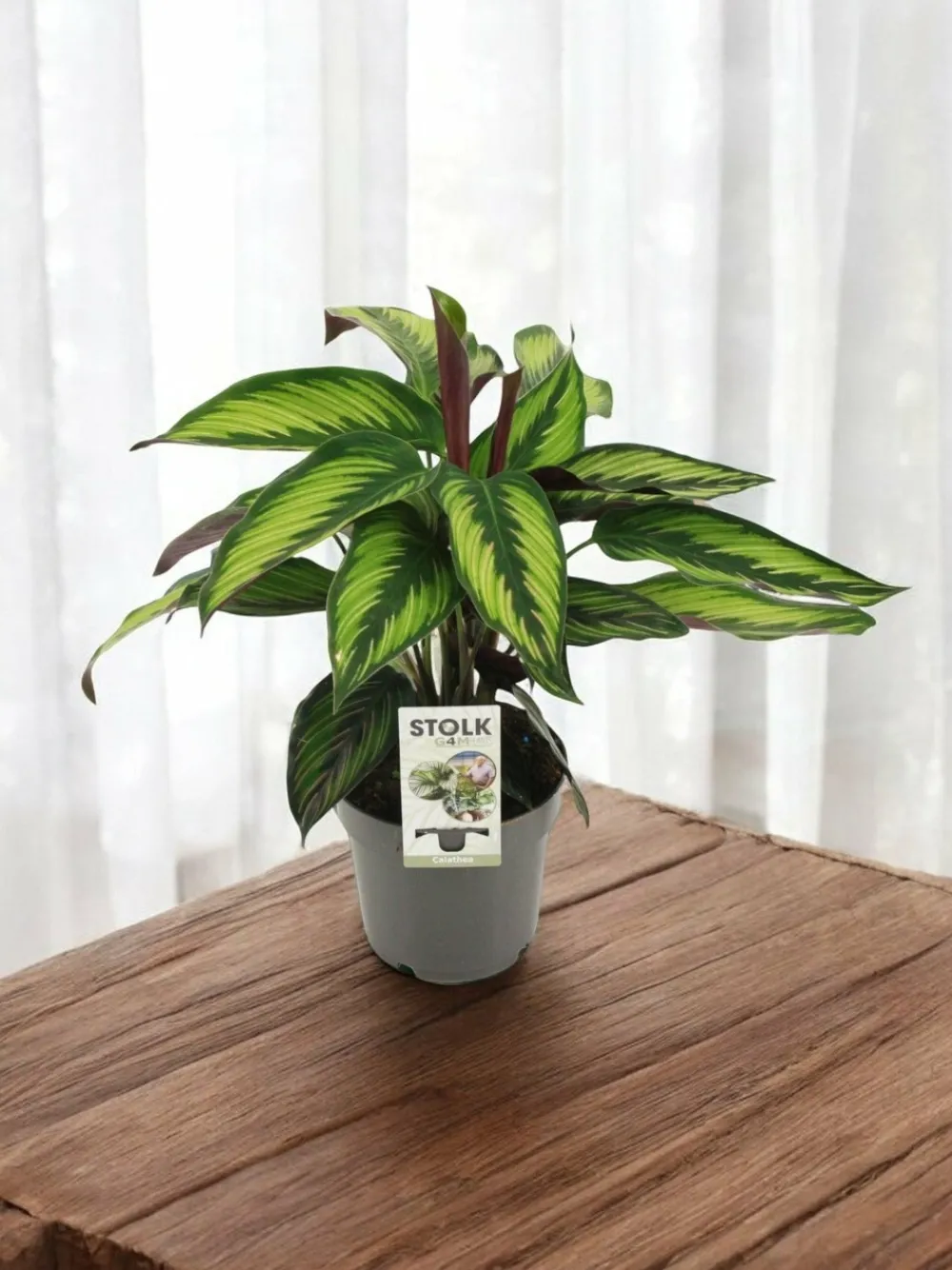La Green Touch - Calathea majestica 45cm - plante d'intérieur Clearance