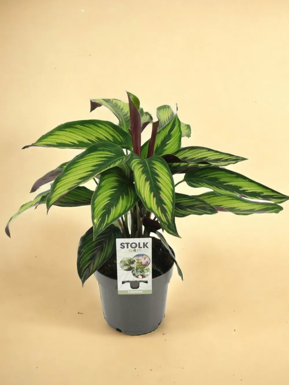 La Green Touch - Calathea majestica 45cm - plante d'intérieur Clearance