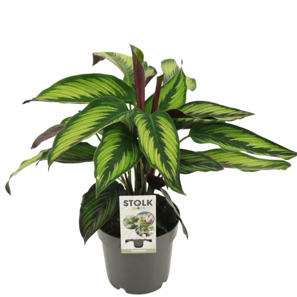 La Green Touch - Calathea majestica 45cm - plante d'intérieur Clearance