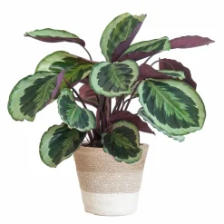 La Green Touch - Calathea medaillon et son pot panier blanc - hauteur 65cm Clearance