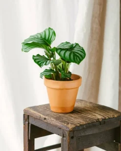 La Green Touch - Calathea orbifolia 25cm - plante d'intérieur Online