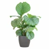La Green Touch Plantes Vertes | - Calathea orbifolia et son pot gris - hauteur 65cm