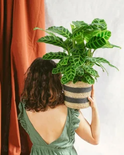 La Green Touch - Calathea zebrina 80cm - plante d'intérieur New