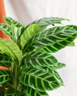 La Green Touch - Calathea zebrina 80cm - plante d'intérieur New