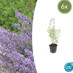 La Green Touch - Cataire 'walker's low' x6 – entre 0,38 et 0,5m2 New
