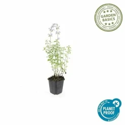 La Green Touch - Cataire 'walker's low' x6 – entre 0,38 et 0,5m2 New