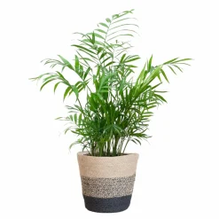 La Green Touch - Chamadorea elegans et son pot panier multicolor - hauteur 55cm